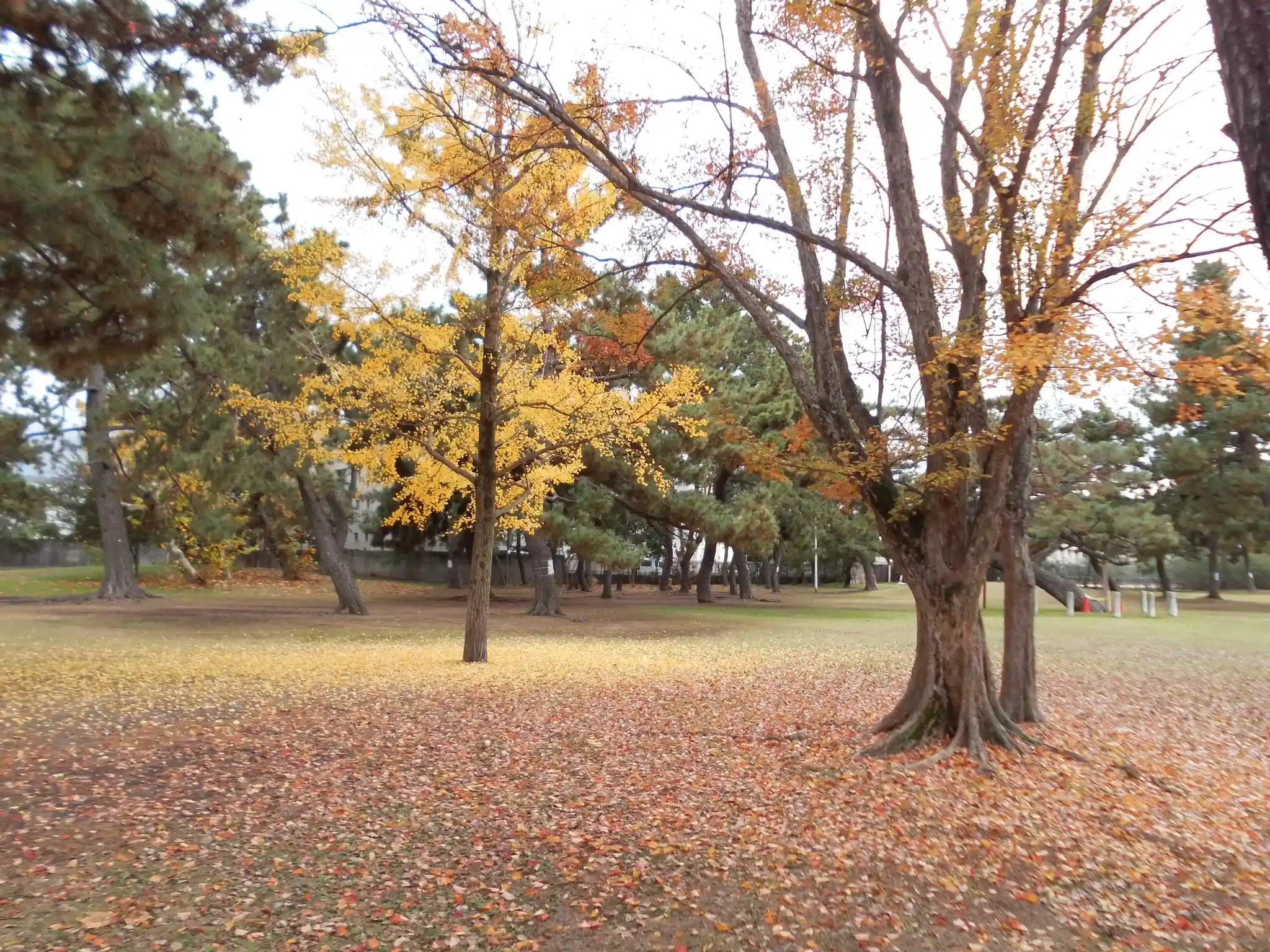 浜寺公園の3枚目画像